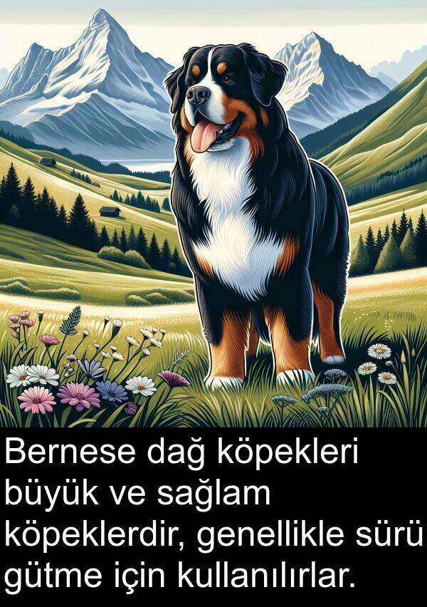 dağ: Bernese dağ köpekleri büyük ve sağlam köpeklerdir, genellikle sürü gütme için kullanılırlar.