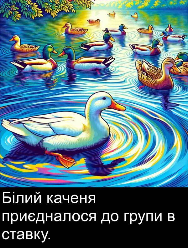 каченя: Білий каченя приєдналося до групи в ставку.