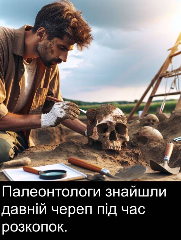 давній: Палеонтологи знайшли давній череп під час розкопок.