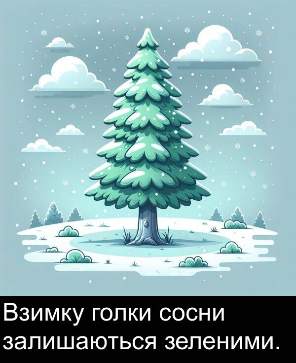 залишаються: Взимку голки сосни залишаються зеленими.