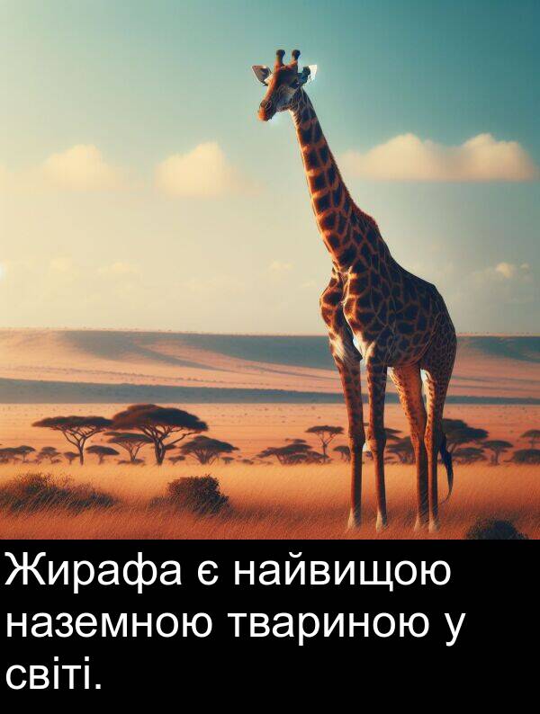 світі: Жирафа є найвищою наземною твариною у світі.