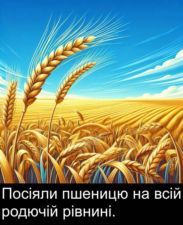 рівнині: Посіяли пшеницю на всій родючій рівнині.