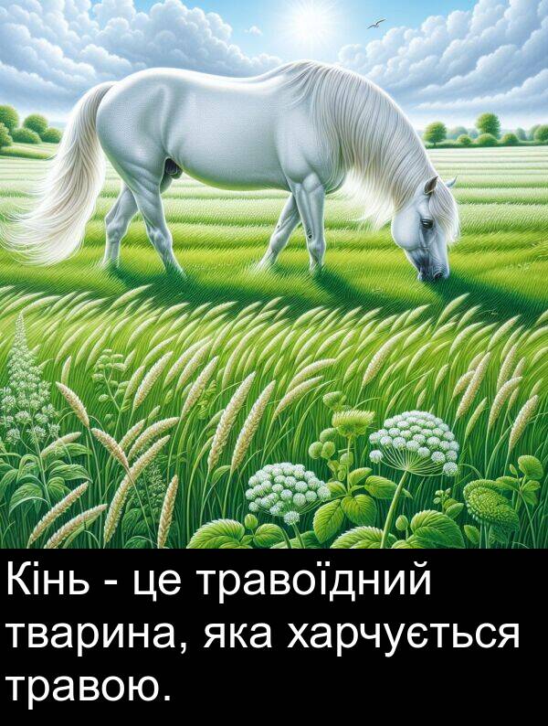 тварина: Кінь - це травоїдний тварина, яка харчується травою.