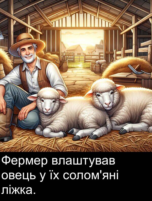 овець: Фермер влаштував овець у їх солом'яні ліжка.