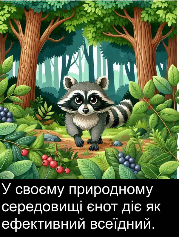 ефективний: У своєму природному середовищі єнот діє як ефективний всеїдний.