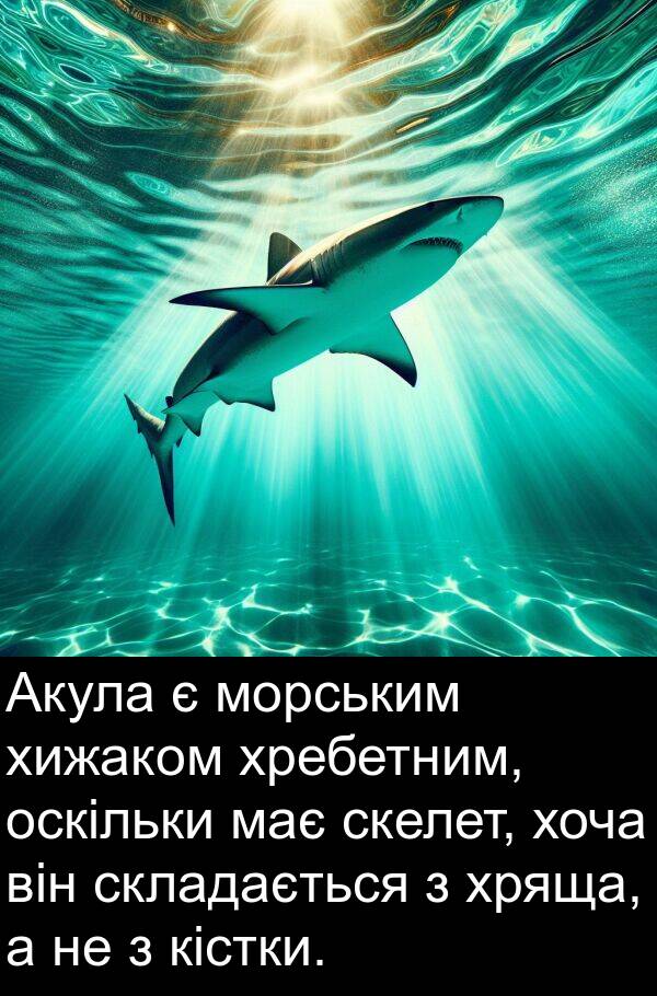 хоча: Акула є морським хижаком хребетним, оскільки має скелет, хоча він складається з хряща, а не з кістки.