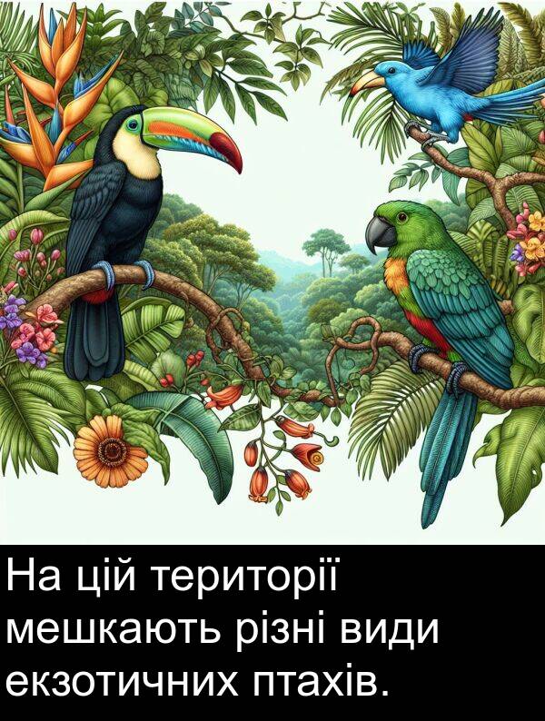 екзотичних: На цій території мешкають різні види екзотичних птахів.