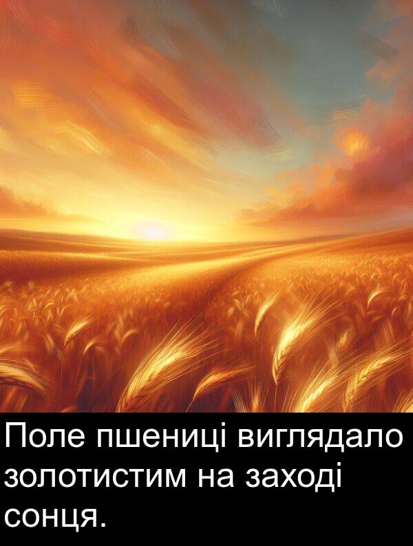 пшениці: Поле пшениці виглядало золотистим на заході сонця.