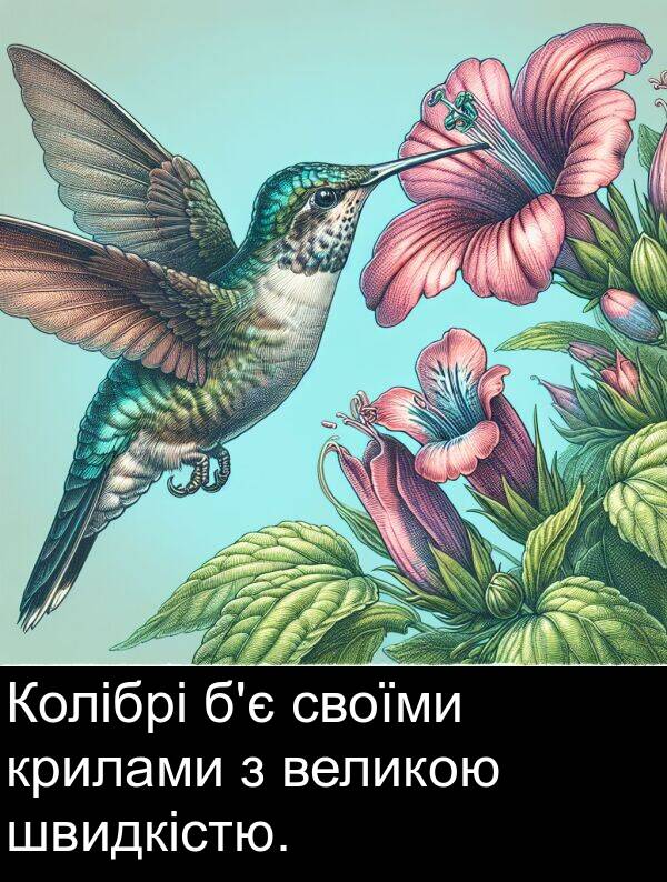 своїми: Колібрі б'є своїми крилами з великою швидкістю.