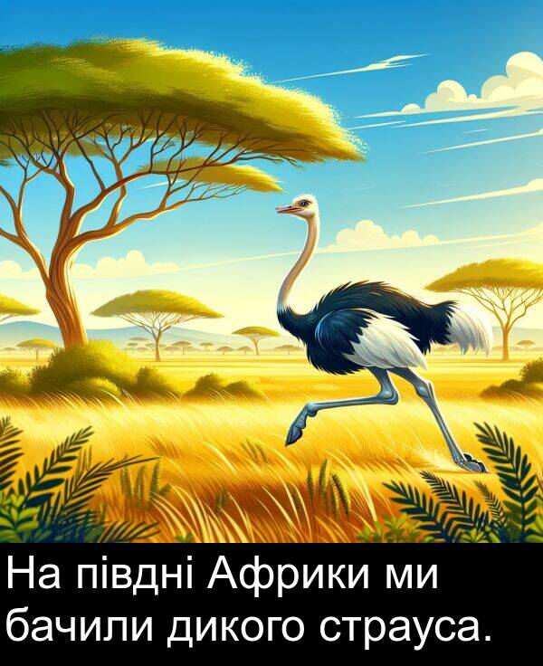 дикого: На півдні Африки ми бачили дикого страуса.