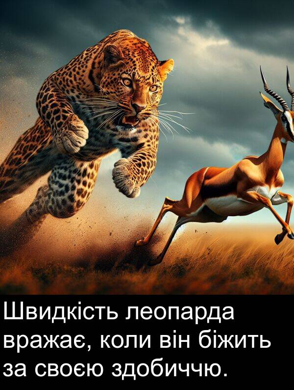 своєю: Швидкість леопарда вражає, коли він біжить за своєю здобиччю.
