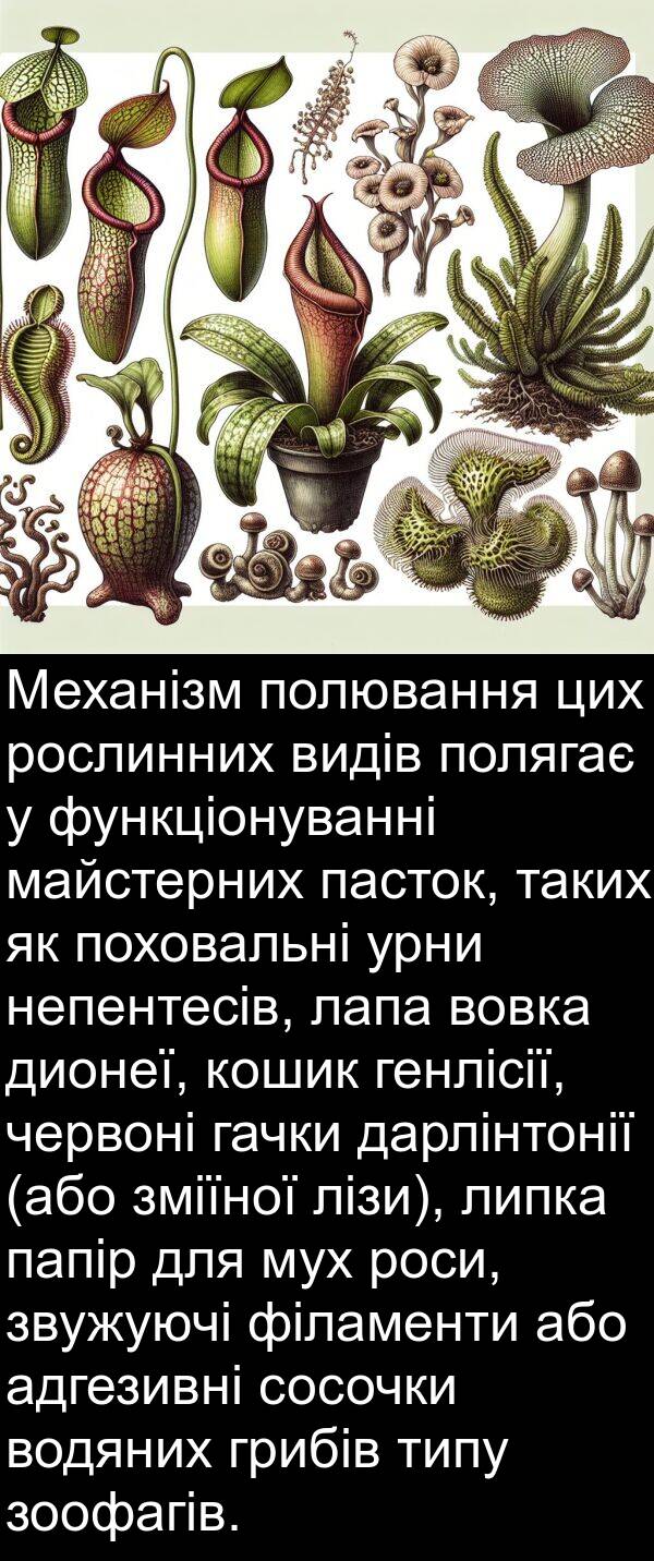 майстерних: Механізм полювання цих рослинних видів полягає у функціонуванні майстерних пасток, таких як поховальні урни непентесів, лапа вовка дионеї, кошик генлісії, червоні гачки дарлінтонії (або зміїної лізи), липка папір для мух роси, звужуючі філаменти або адгезивні сосочки водяних грибів типу зоофагів.