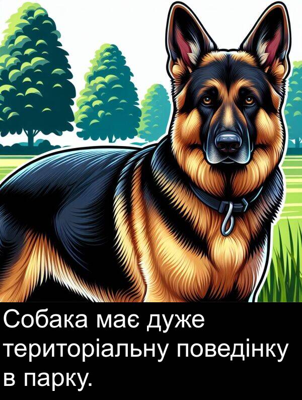 має: Собака має дуже територіальну поведінку в парку.