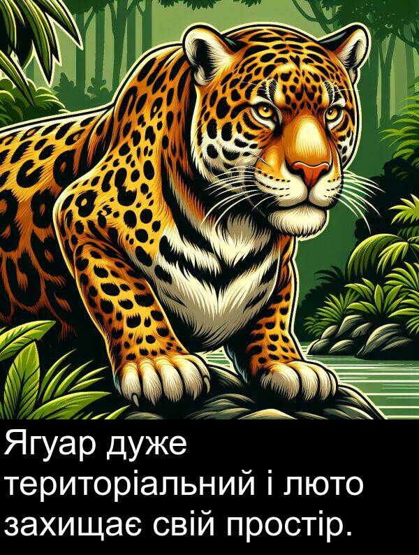 територіальний: Ягуар дуже територіальний і люто захищає свій простір.