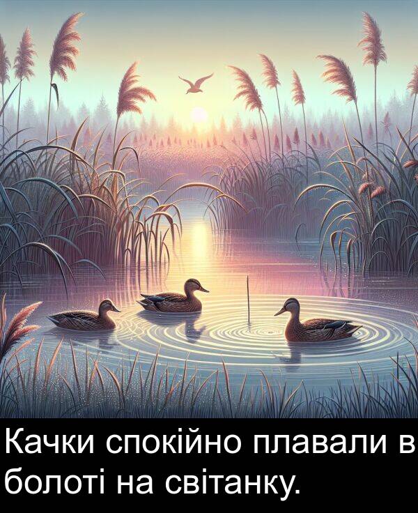 світанку: Качки спокійно плавали в болоті на світанку.