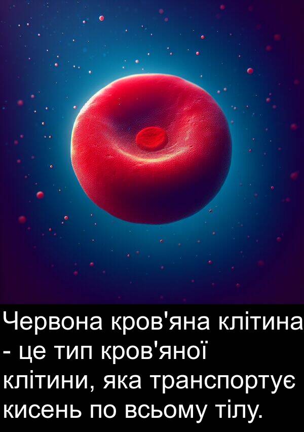 клітини: Червона кров'яна клітина - це тип кров'яної клітини, яка транспортує кисень по всьому тілу.