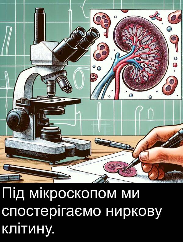 мікроскопом: Під мікроскопом ми спостерігаємо ниркову клітину.