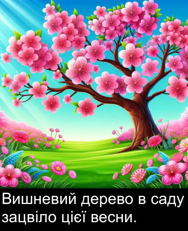 дерево: Вишневий дерево в саду зацвіло цієї весни.