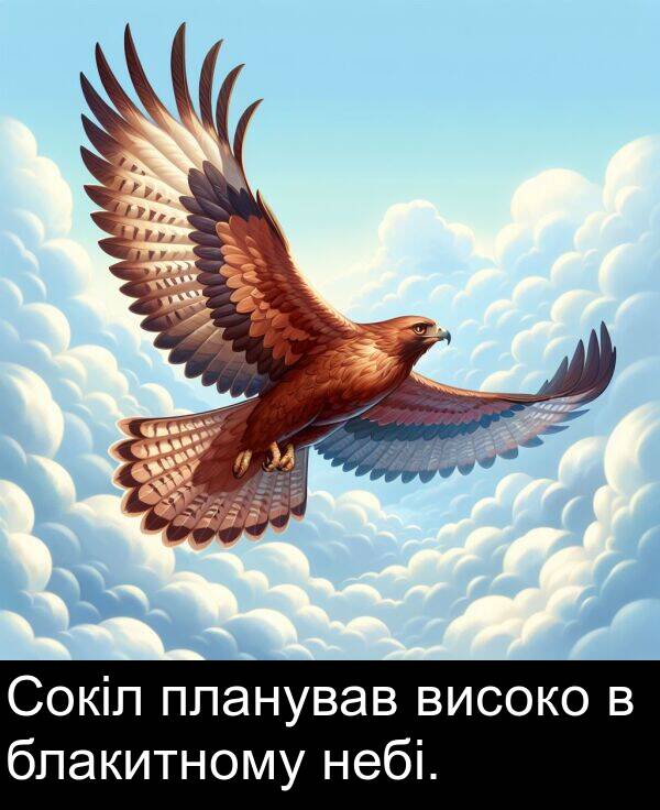 блакитному: Сокіл планував високо в блакитному небі.