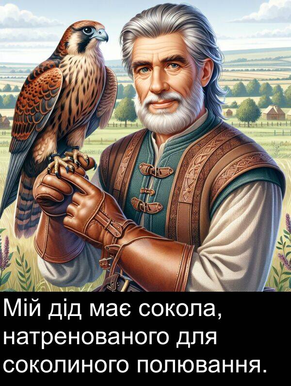 дід: Мій дід має сокола, натренованого для соколиного полювання.