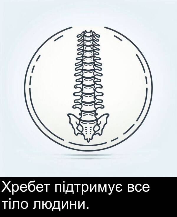 підтримує: Хребет підтримує все тіло людини.