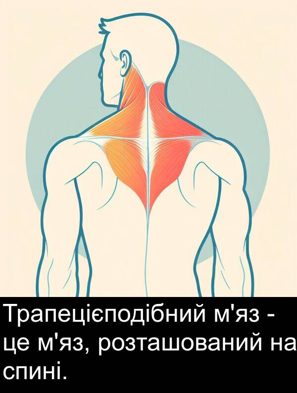 розташований: Трапецієподібний м'яз - це м'яз, розташований на спині.
