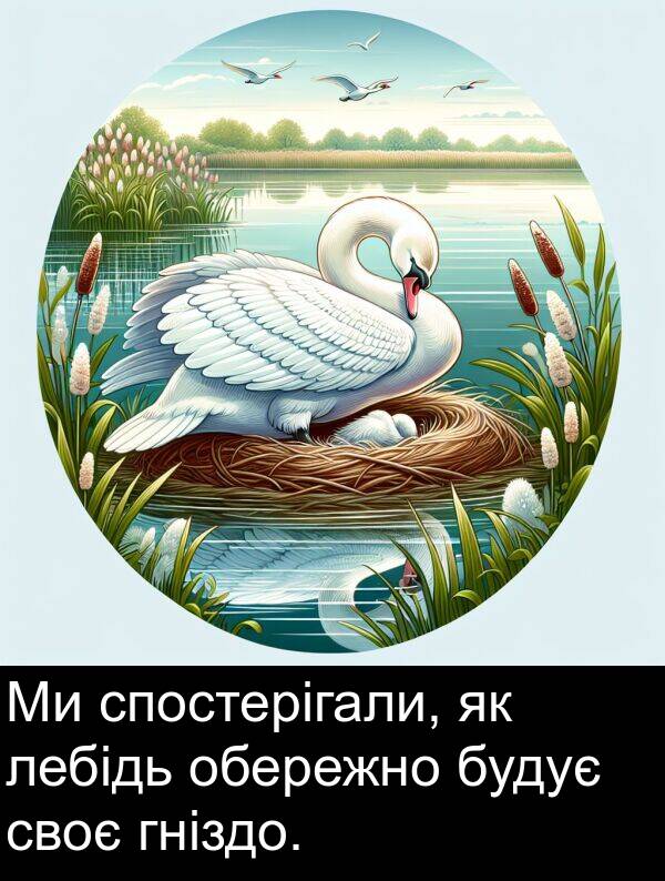 гніздо: Ми спостерігали, як лебідь обережно будує своє гніздо.