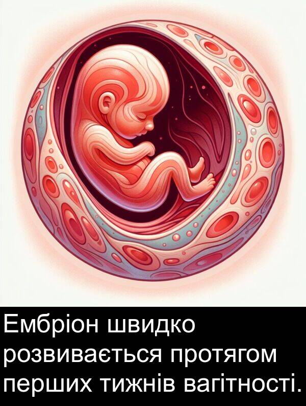 швидко: Ембріон швидко розвивається протягом перших тижнів вагітності.