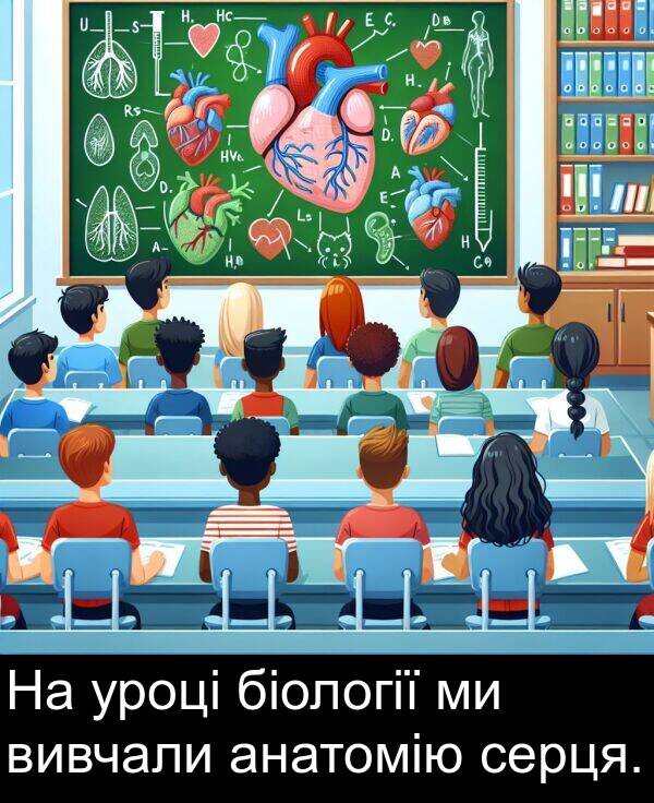 анатомію: На уроці біології ми вивчали анатомію серця.