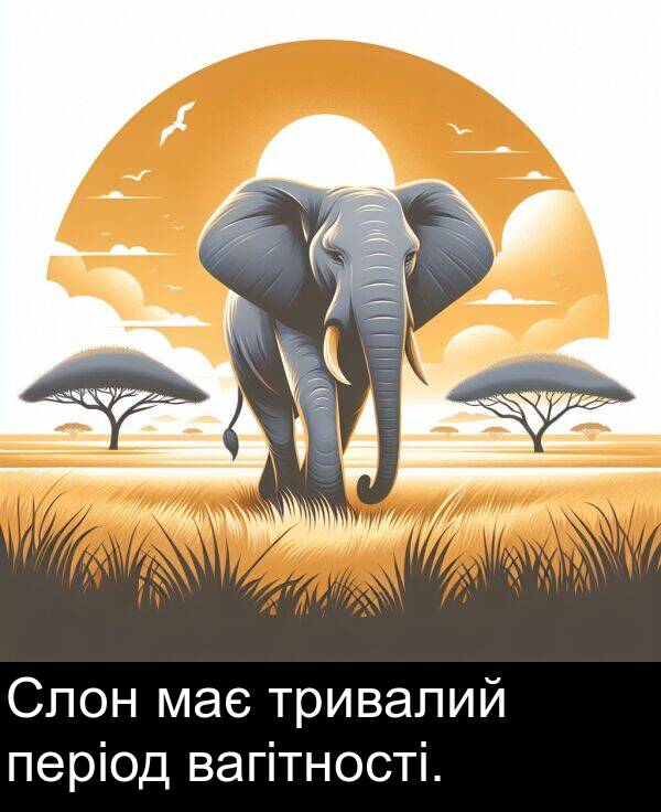 має: Слон має тривалий період вагітності.