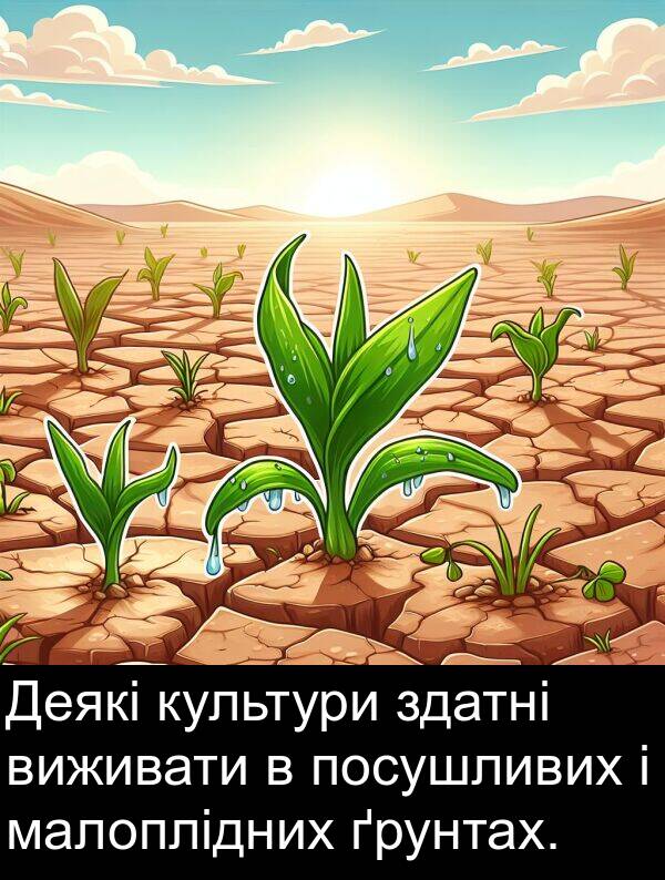 малоплідних: Деякі культури здатні виживати в посушливих і малоплідних ґрунтах.