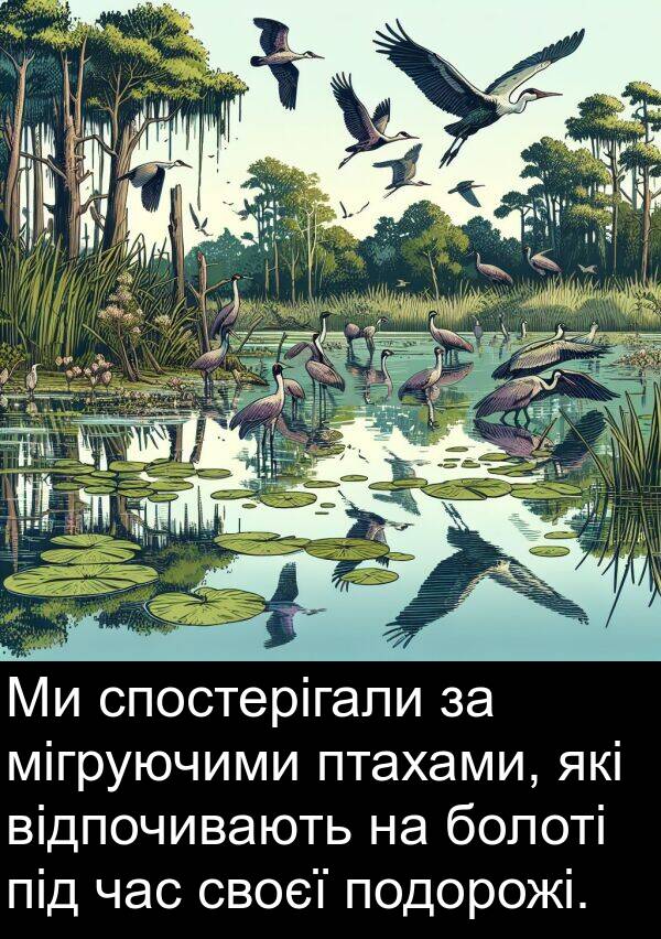 мігруючими: Ми спостерігали за мігруючими птахами, які відпочивають на болоті під час своєї подорожі.