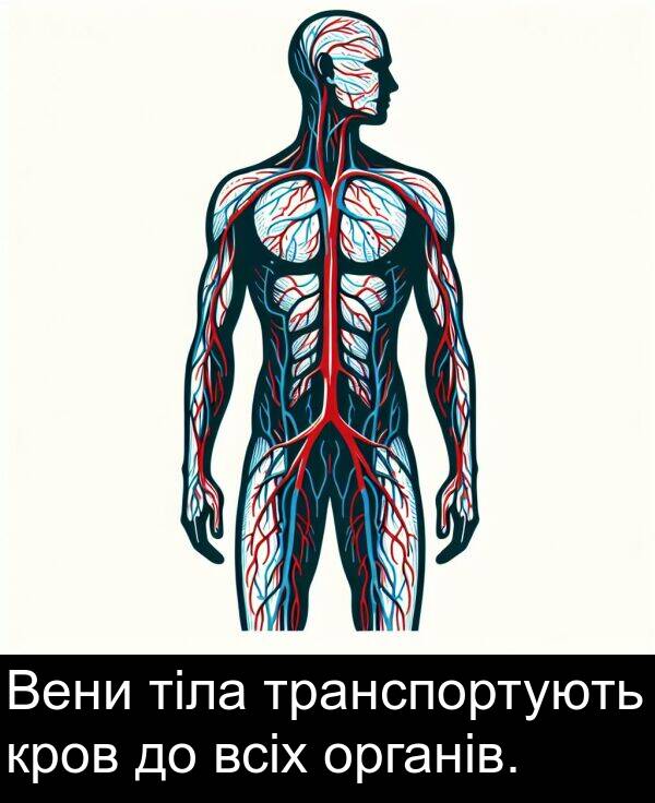 органів: Вени тіла транспортують кров до всіх органів.