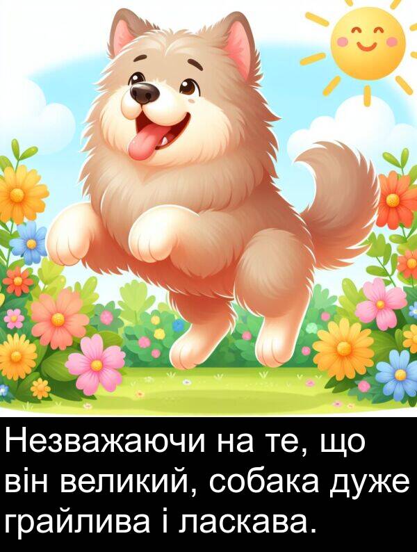 ласкава: Незважаючи на те, що він великий, собака дуже грайлива і ласкава.