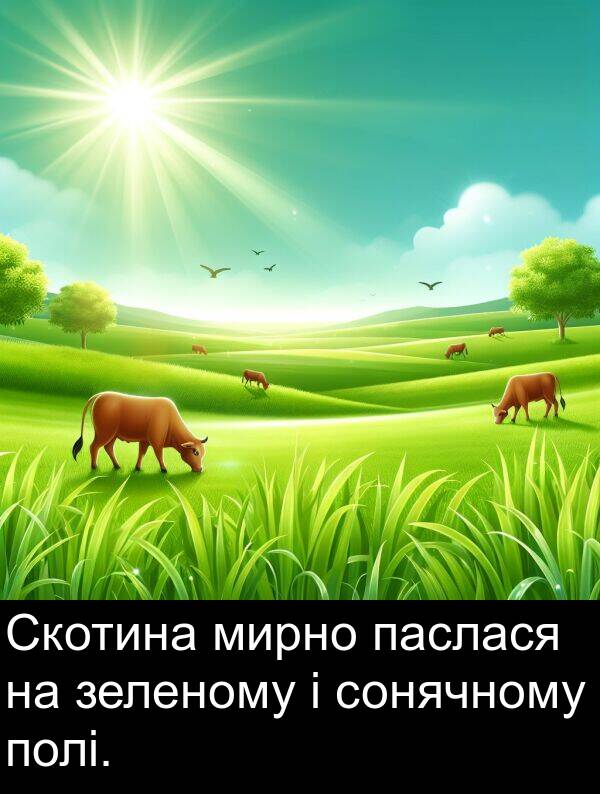 паслася: Скотина мирно паслася на зеленому і сонячному полі.