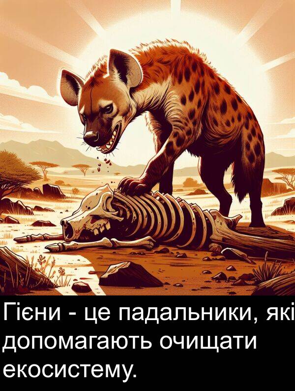 екосистему: Гієни - це падальники, які допомагають очищати екосистему.