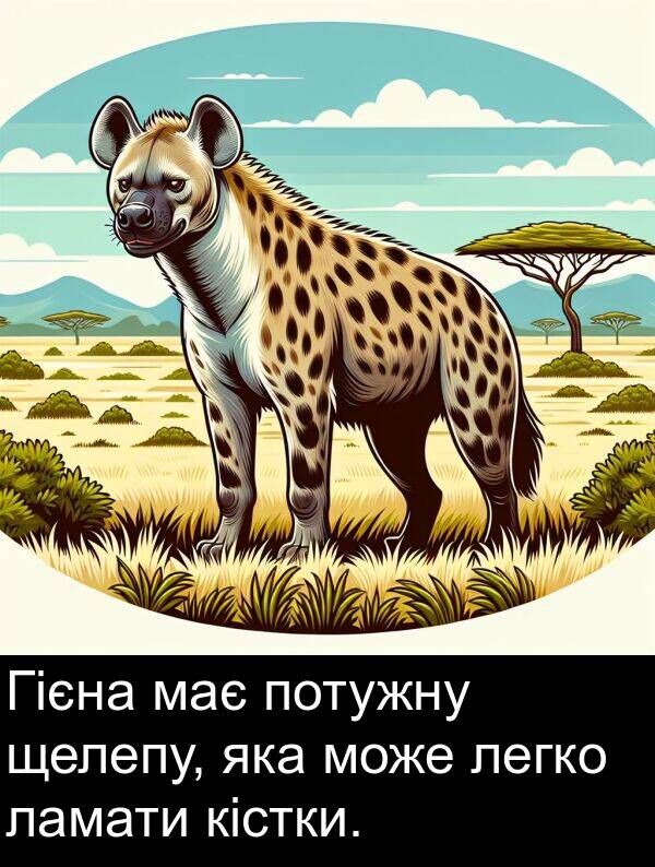 щелепу: Гієна має потужну щелепу, яка може легко ламати кістки.