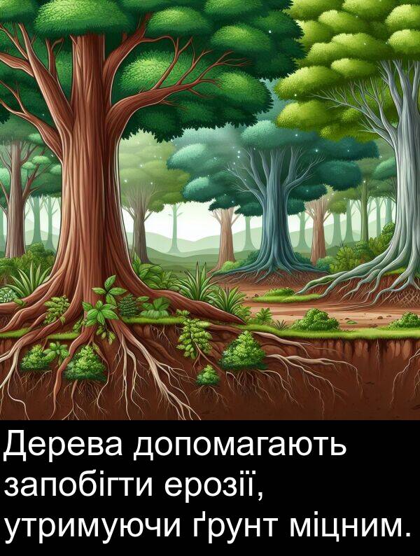 ерозії: Дерева допомагають запобігти ерозії, утримуючи ґрунт міцним.