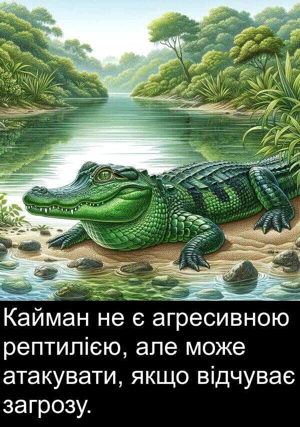 загрозу: Кайман не є агресивною рептилією, але може атакувати, якщо відчуває загрозу.