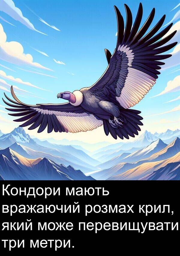 мають: Кондори мають вражаючий розмах крил, який може перевищувати три метри.