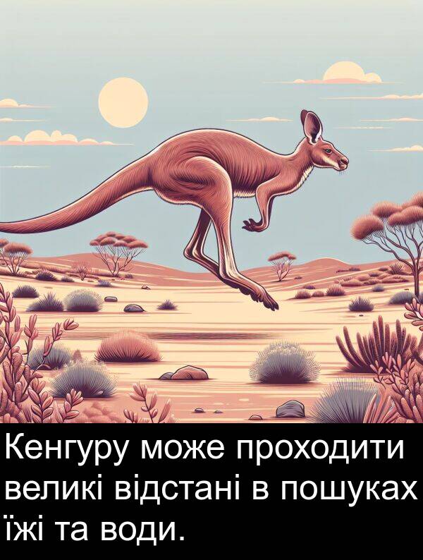 їжі: Кенгуру може проходити великі відстані в пошуках їжі та води.