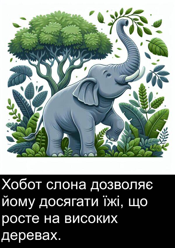 деревах: Хобот слона дозволяє йому досягати їжі, що росте на високих деревах.