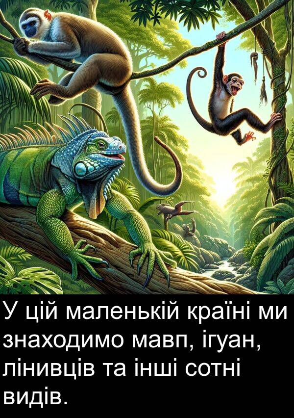 мавп: У цій маленькій країні ми знаходимо мавп, ігуан, лінивців та інші сотні видів.
