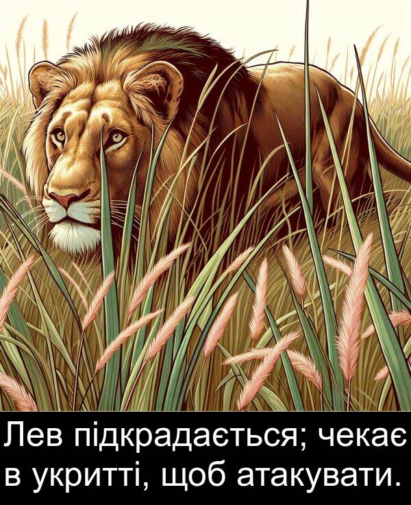 щоб: Лев підкрадається; чекає в укритті, щоб атакувати.