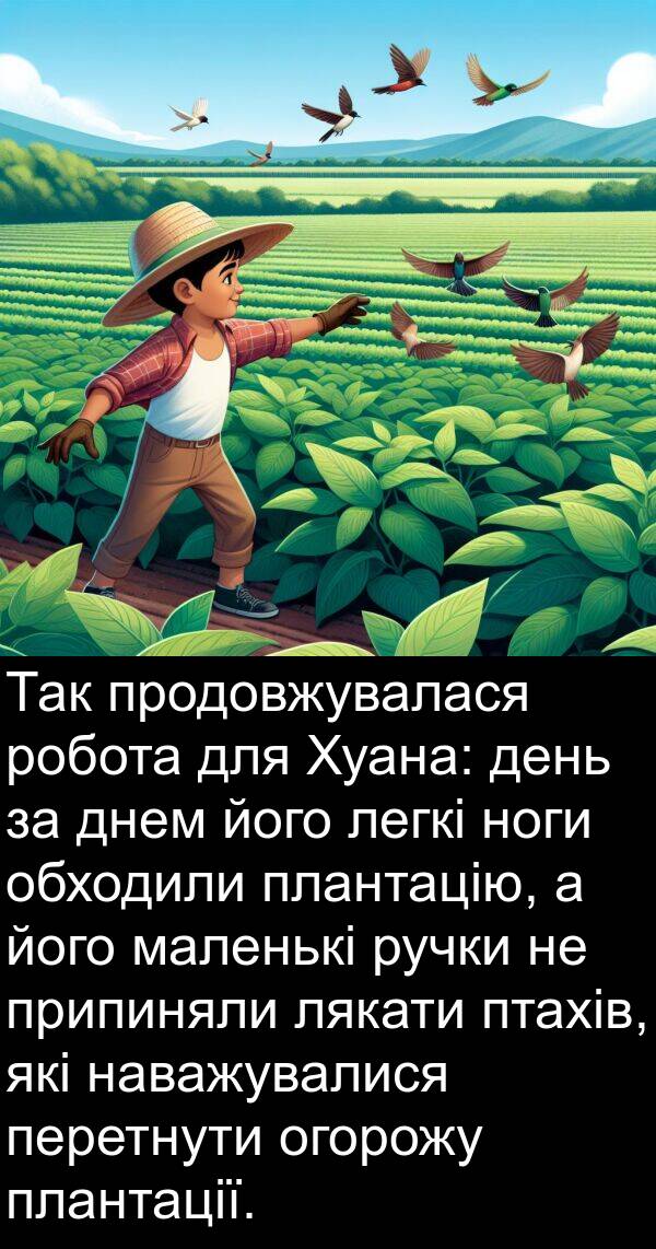 маленькі: Так продовжувалася робота для Хуана: день за днем його легкі ноги обходили плантацію, а його маленькі ручки не припиняли лякати птахів, які наважувалися перетнути огорожу плантації.