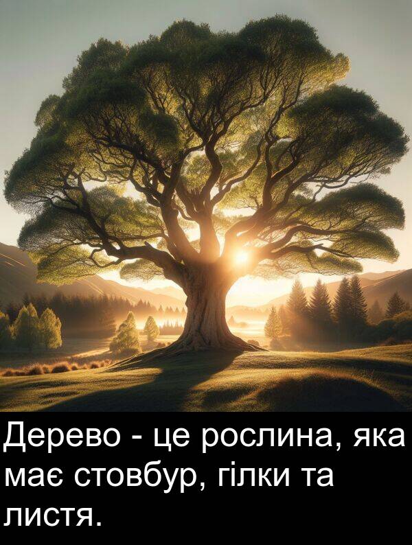 гілки: Дерево - це рослина, яка має стовбур, гілки та листя.