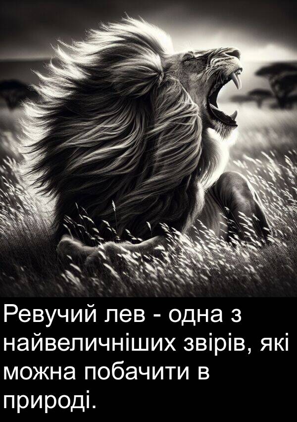 одна: Ревучий лев - одна з найвеличніших звірів, які можна побачити в природі.