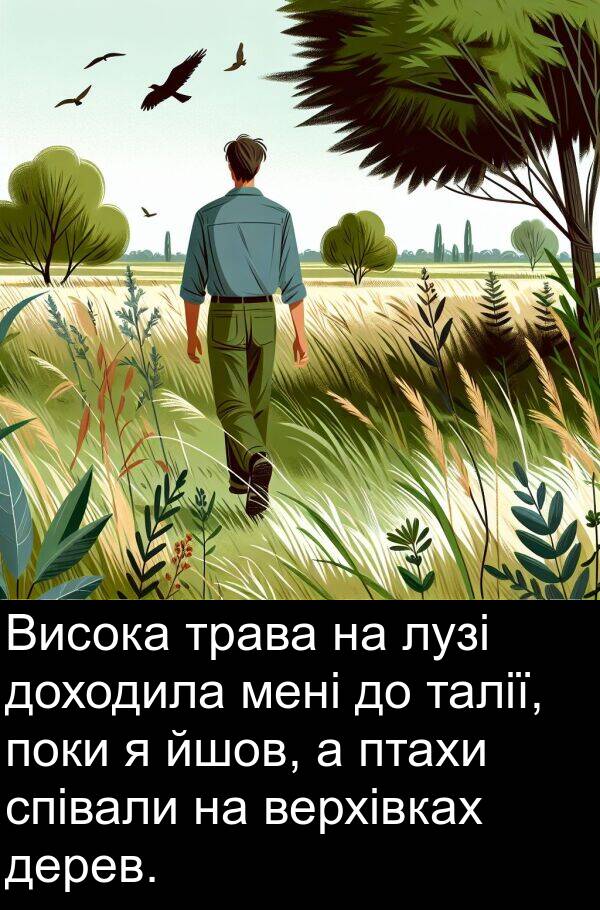 дерев: Висока трава на лузі доходила мені до талії, поки я йшов, а птахи співали на верхівках дерев.