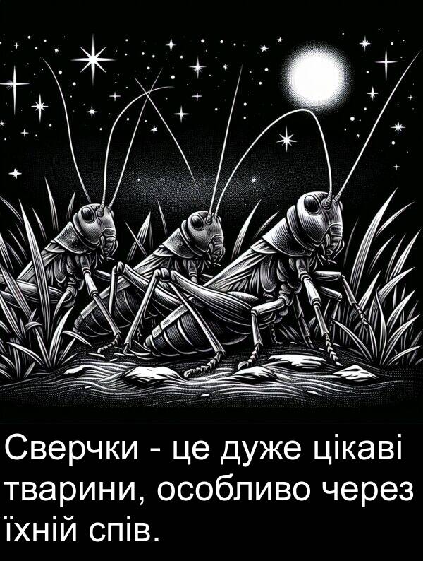 цікаві: Сверчки - це дуже цікаві тварини, особливо через їхній спів.