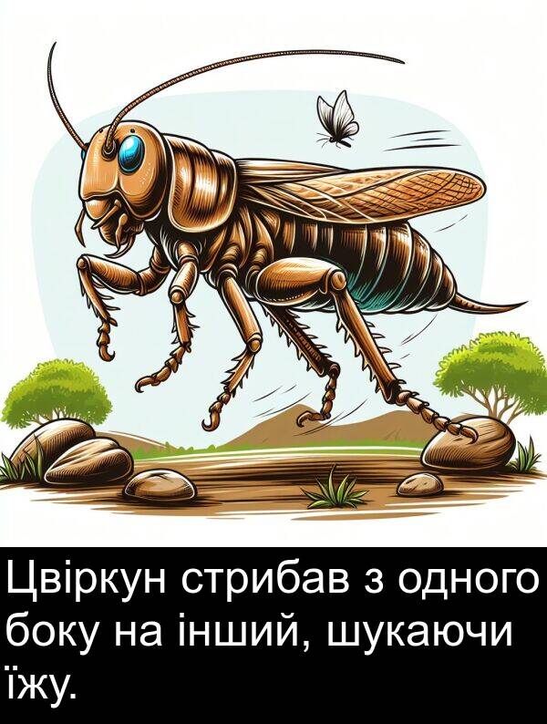 інший: Цвіркун стрибав з одного боку на інший, шукаючи їжу.